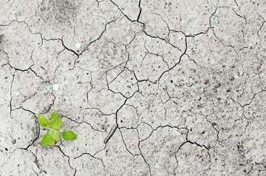 Environmental Issues