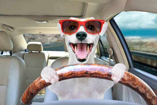 Portrait of a funny dog Jack Russell Terrier in sunglasses behind the wheel of a car
