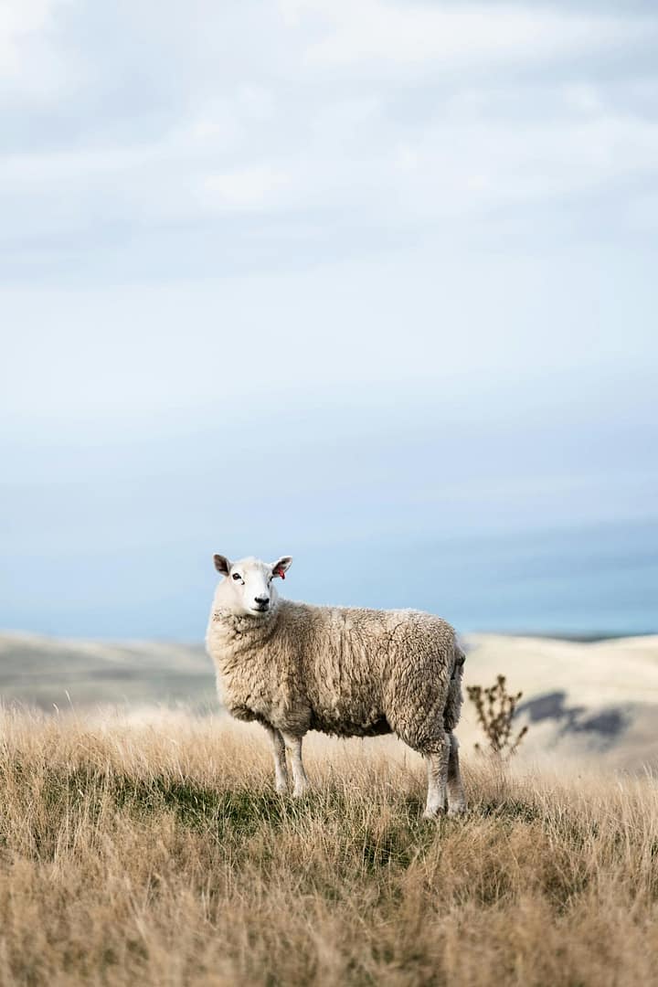 Sheep Detectives--An Instant Kids' Classic