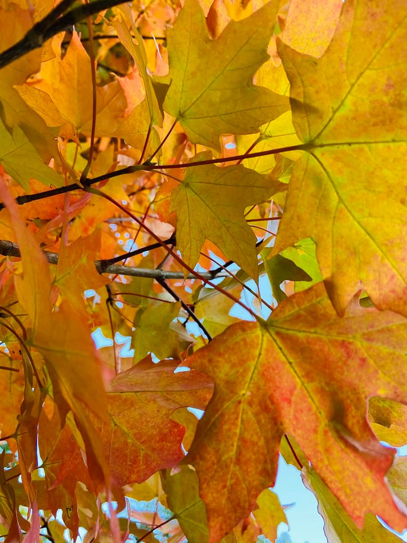 Autumn: The Nostalgic Undertone of the Season of Pumpkin Spice and Changing Colors